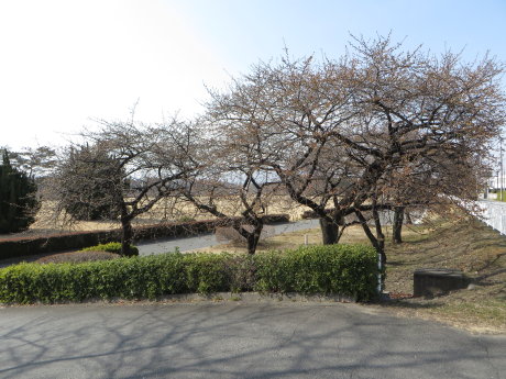 敷島公園の河津桜がちらほら咲きだしました。