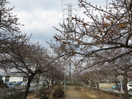 みろく緑地公園の河津桜