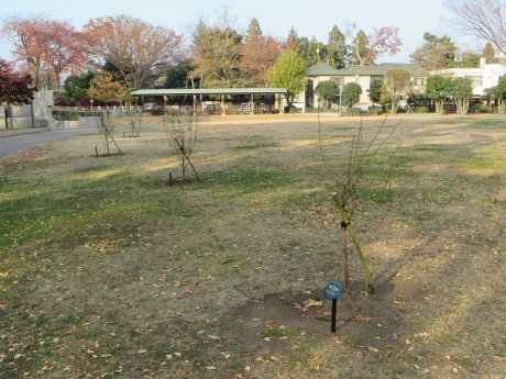 前橋公園に梅の木が