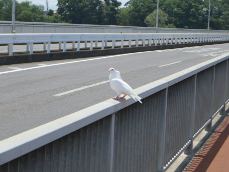 大渡橋に2羽の白い鳩