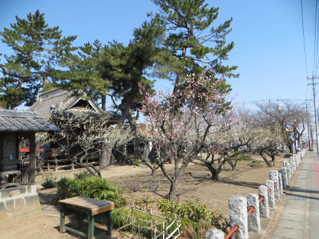 菅原神社の梅の花も見頃に