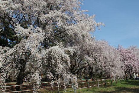 敷島公園のしだれ桜が見事です