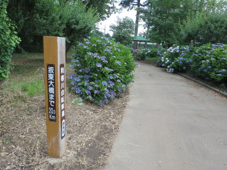 利根川自転車道の育英高校付近は紫陽花の小道
