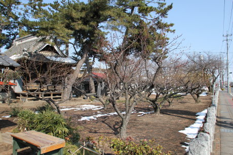 菅原神社の梅の花は