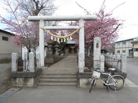 鏡神社の境内にも桜の花が