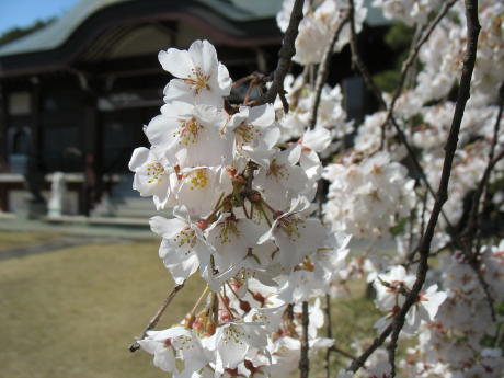 慈眼寺のしだれ桜が見頃ですよ