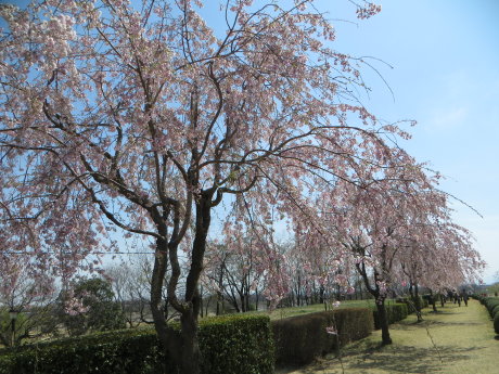 吉岡町の漆原 桜まつり