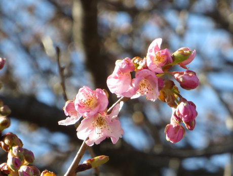 敷島公園の河津桜も咲きだしました