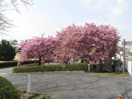 敷島公園近くの河津桜、満開です