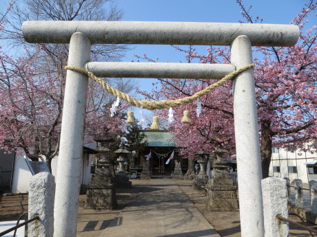鏡神社の桜も見頃に