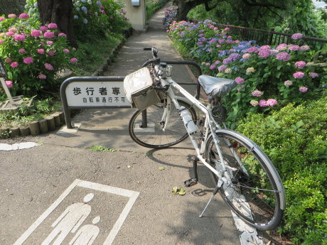 石倉町の紫陽花の小道