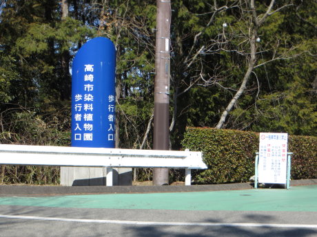 高崎染料植物園の福寿草