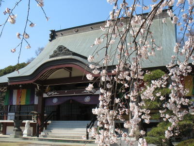 慈眼寺のしだれ桜が見頃です