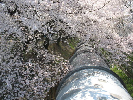 佐久発電所の桜は満開でした