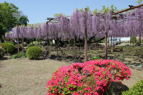 須賀の園の藤の花がいい感じです^^