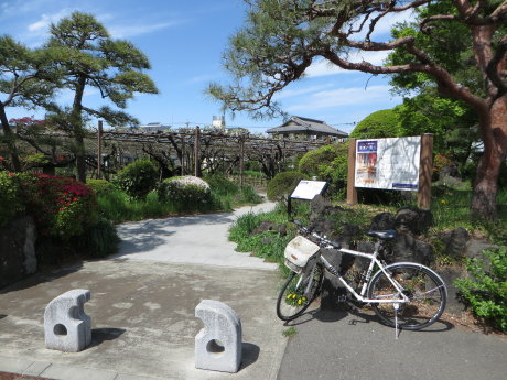「須賀の園」の藤の花は
