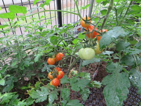 庭のミニトマトが