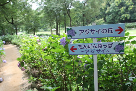 荻窪公園の紫陽花