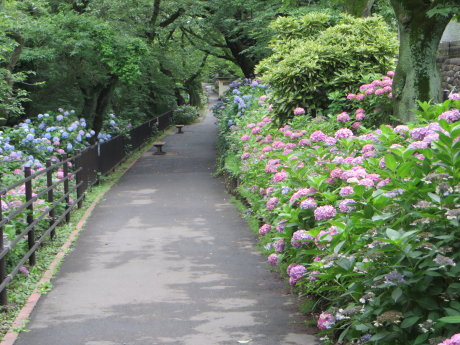 石倉町の緑公園の紫陽花まだ咲いてます