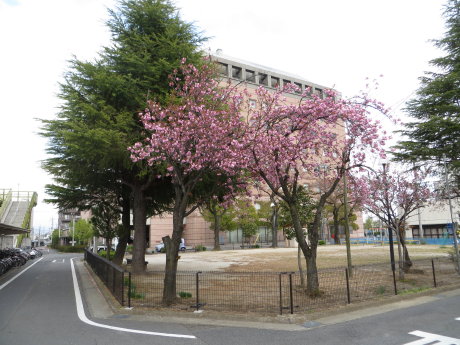 新前橋公園の八重桜