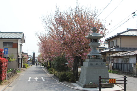 白井宿の八重桜の様子
