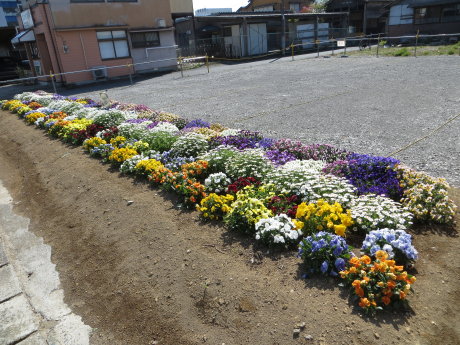 伊勢崎の街も花で彩られています^^