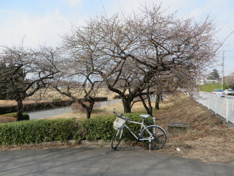 敷島公園の河津桜も・・・