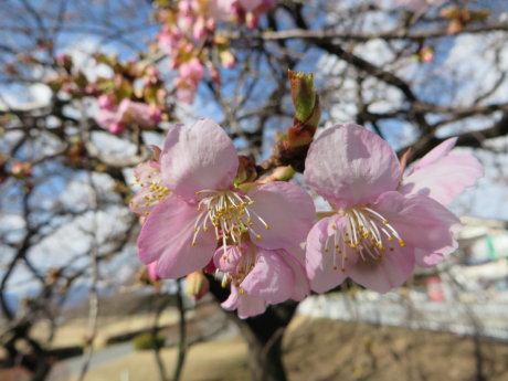 敷島公園の河津桜も