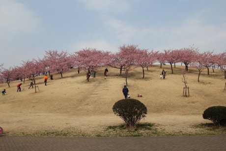 いせさき市民のもり公園の河津桜