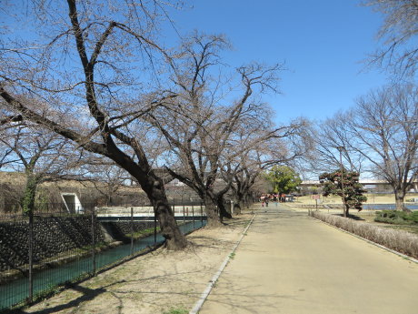 前橋公園のソメイヨシノは