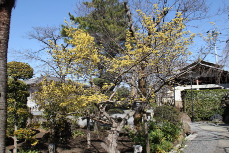 慈眼寺のサンシュユとしだれ桜の様子