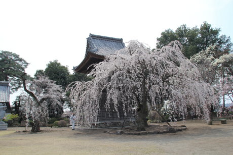 慈眼寺のしだれ桜が見ごろです