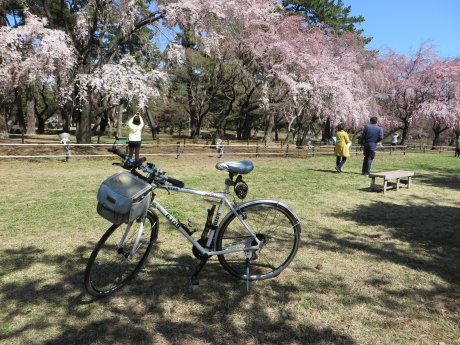 敷島公園のしだれ桜が綺麗です