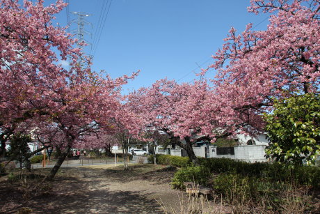 みろく緑地公園の河津桜は