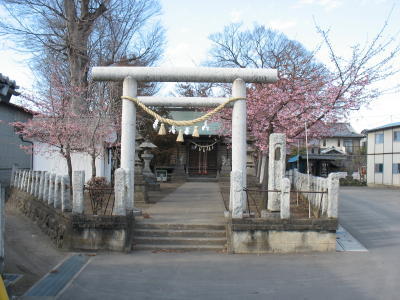 鏡神社にも早咲きの桜の花