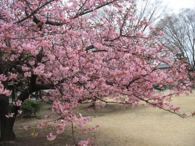 河津桜が見ごろになってきました