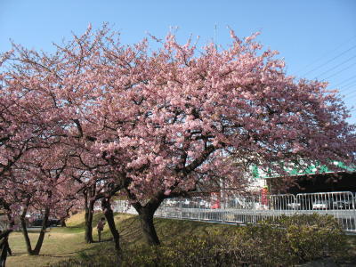 敷島公園の河津桜が見頃です