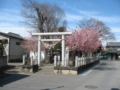 鏡神社の桜が散り始めてます