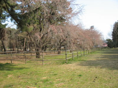 敷島公園のしだれ桜の開花はもうすぐ