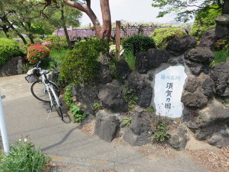 須賀の園の藤の花は？