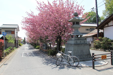 八重桜の名所、白井宿