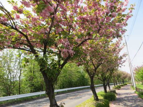 市内の八重桜も