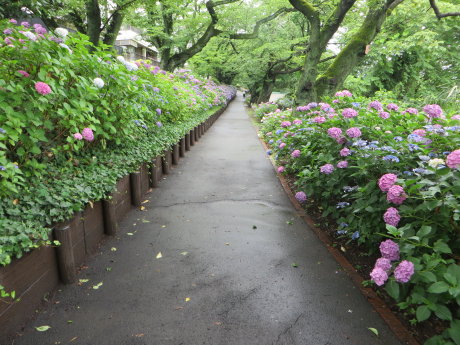 石倉町緑公園の紫陽花