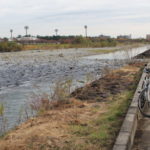 前橋市内の利根川を遡上する鮭