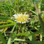 白いタンポポの花