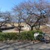 敷島公園の河津桜はまだつぼみですが