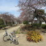 河津桜のある みろく緑地公園