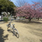 市之坪公園の河津桜が見ごろになってきました