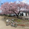 みろく緑地公園の河津桜が見頃です