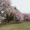 敷島公園のしだれ桜が見頃です